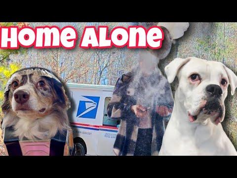 Home Alone (Dog Version + Bloopers) #Video