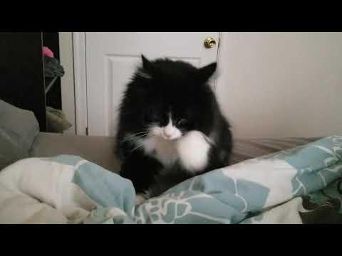 Norwegian Forest Cat makes RARE Squeak Video