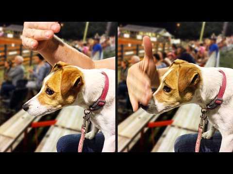 He Just Wanted To Watch The Game | YOUR Daily Dose of Pets #Video