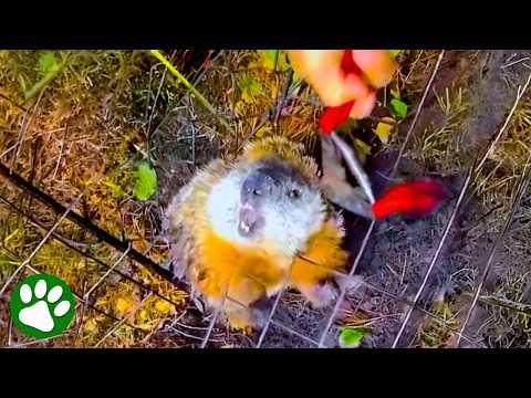 Terrified Groundhog Needs a Gentle Hand to Get Free  #Video