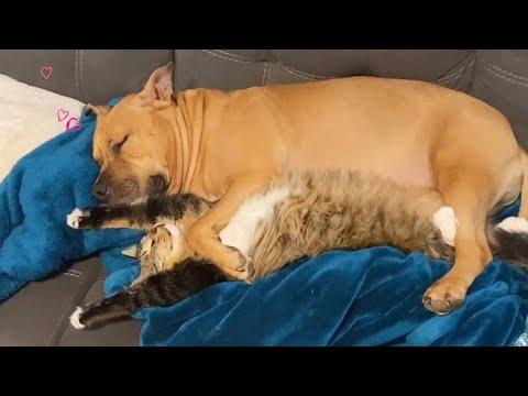 This CAT and DOG are Best Friends #Video