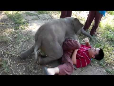 Baby Elephant Loves Cuddling With Arthur (Original)