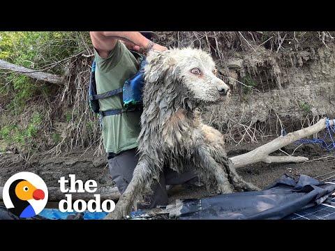 Guy Finds A Senior Dog Trapped Under A Log #Video