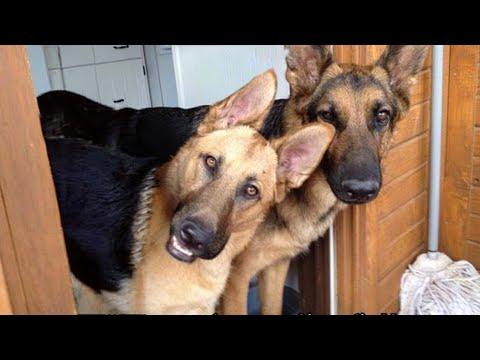 I Thought German Shepherds Were Smart… Until THIS Happened #Video