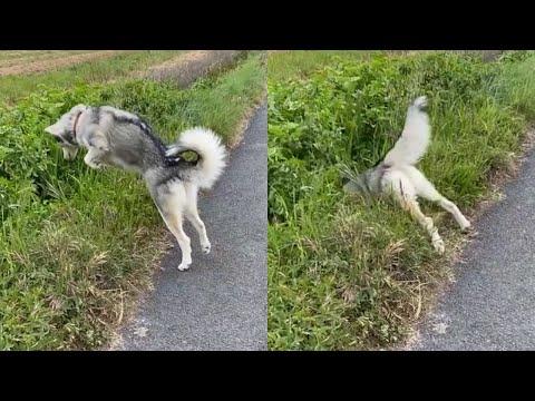 PROOF Dogs Are The Most Dramatic Animals #2 #Video