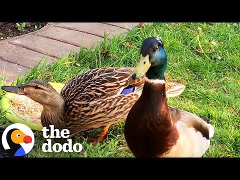 Family's New House Comes With A Bunch Of Ducks #Video