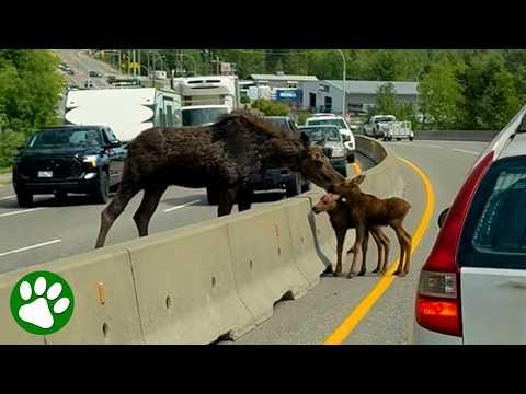Baby Moose Saved by Kind Strangers #Video