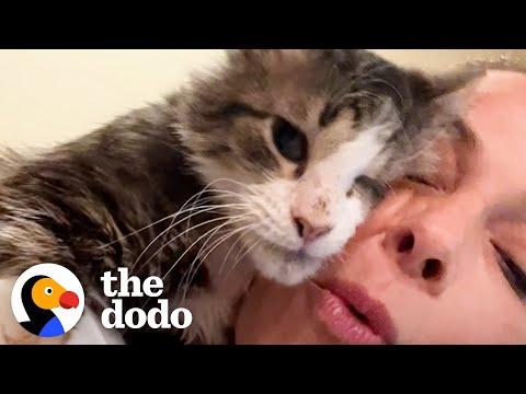 Cat Shows Up Exactly When His Foster Mom Needs Him #Video