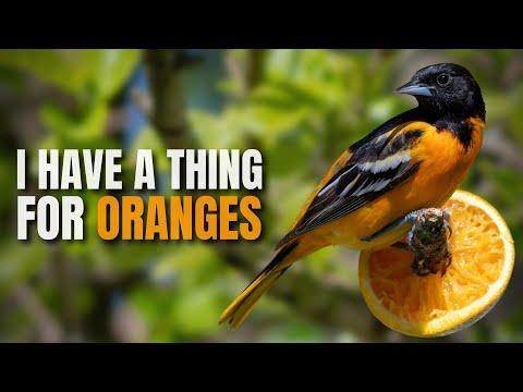 How to Attract a Baltimore Oriole to your Backyard Feeder #Video
