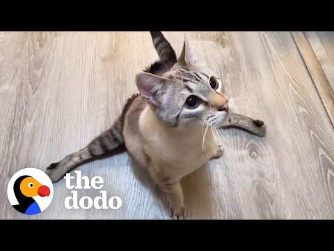 Nothing Stops This Paralyzed Kitten #Video