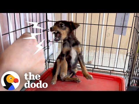 Terrified Dumped Puppy Learns How To Trust Humans
