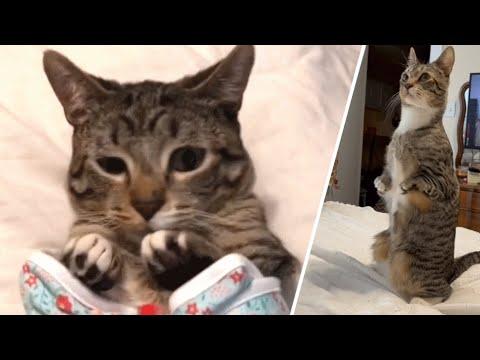 This cat was born with unusual legs. Now Toad hops like a kangaroo. #Video