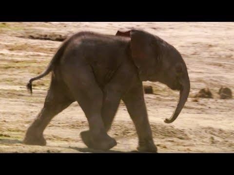 Baby Elephants First Water Trip | The Long Walk Home | BBC Earth