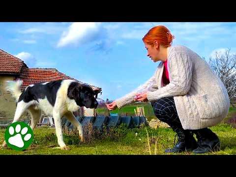 Terrified Stray Pup Learns to Trust His Rescuer #Video
