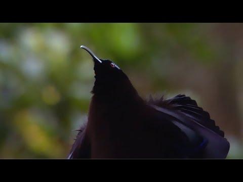 Black Sicklebill Bird Of Paradise