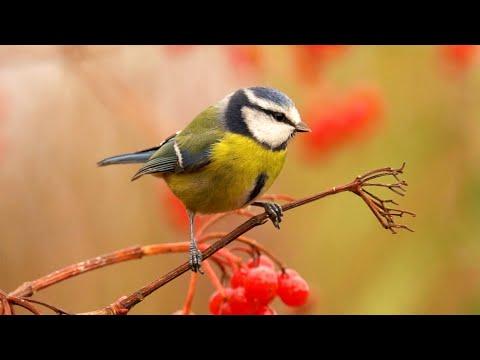 Birds Feasting Amongst Autumn Berries | Garden Birds | Robert E Fuller #Video