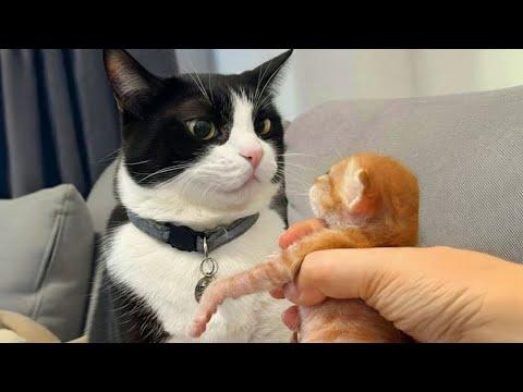 Cat Being Over Dramatic for Kitten #Video
