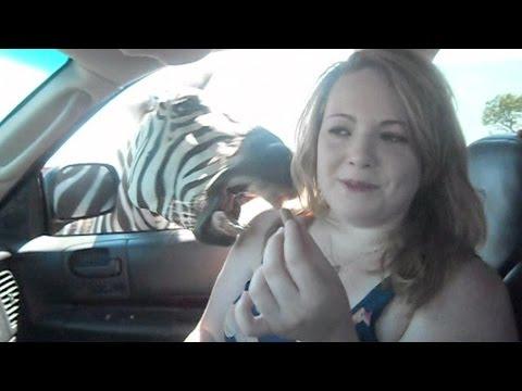 Drive-Thru Safaris Are Awesome: Compilation