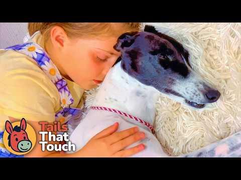 Greyhound Thrown Away After 44 Races… Then A Little Girl Stepped In #Video