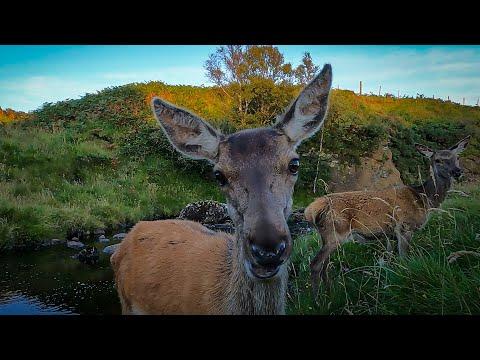 Female Red Deer So Hard For Males To Find | Discover Wildlife | Robert E Fuller #Video