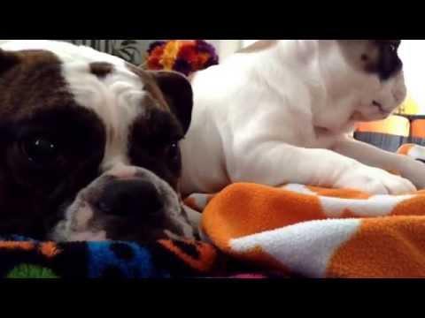 Sweets The English Bulldog With His Annoying Little Sister