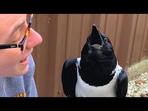 This crow seems convinced he's a tiny human #Video