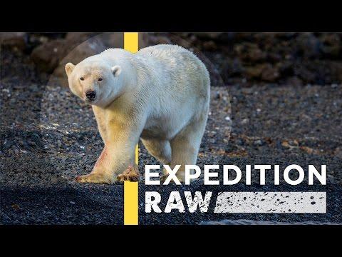 Watch: Polar Bear Charges Nat Geo Photographers
