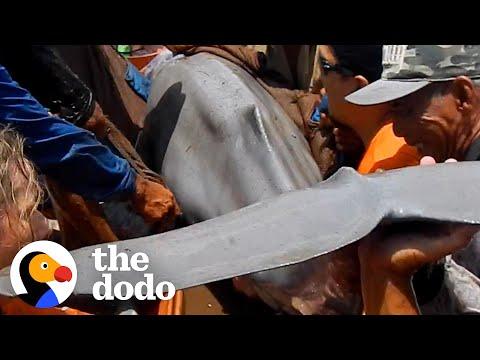 People Find Dolphin Trapped In Shallow Water #Video