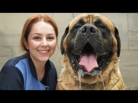 HUGE 200lbs Mastiff turns into a beached whale #Video