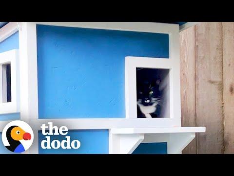 Freezing Feral Cat Needed a Home – He Built One Just in Time #Video