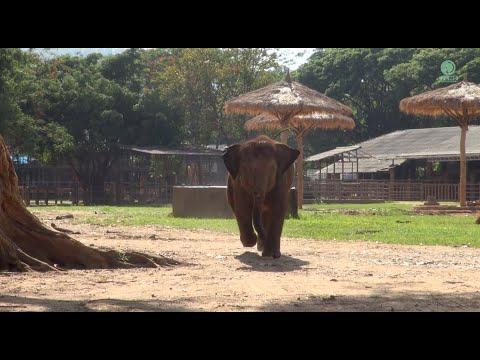 Baby Elephant LekLek Loves To Running Around - ElephantNews #Video
