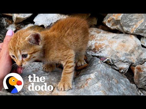 Couple On Vacation Brings Stray Kitten Into Their Hotel #Video