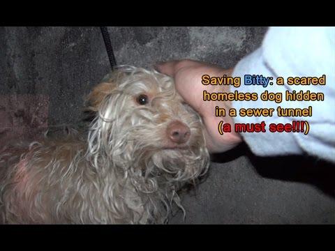 Saving Bitty: A Scared Homeless Dog Hidden In A Sewer Tunnel
