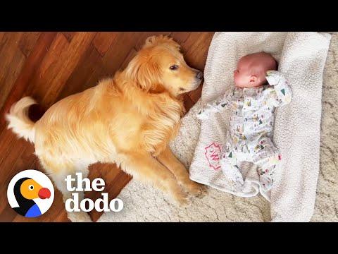 Golden Runs To His Baby Sister's Crib Every Morning #Video
