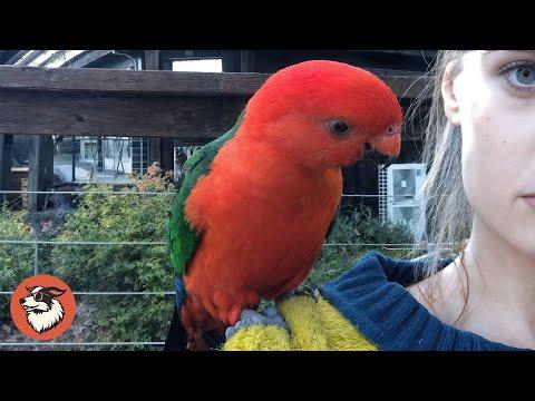 This Wild Parrot Visits Me Every Day — And One Day, He Brought His Girlfriend #Video