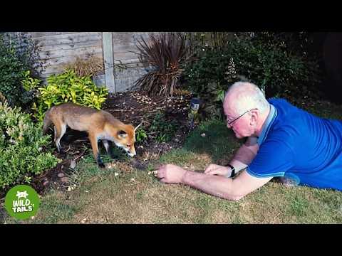 A Trapped Baby Fox I Rescued Returns To Visit Me Every Single Day! #Video