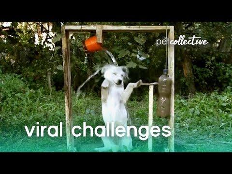 Pets Try Internet Challenges | The Pet Collective
