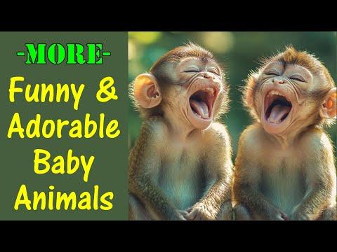 More Funny And Adorable Baby Animal Photography #Video