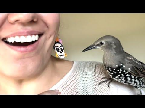 Bird's human whisper talk is scary good #Video