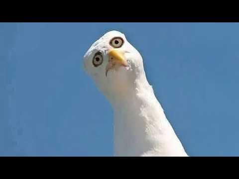 You'd Never Expect These Seagulls to Be This Funny.... #Video
