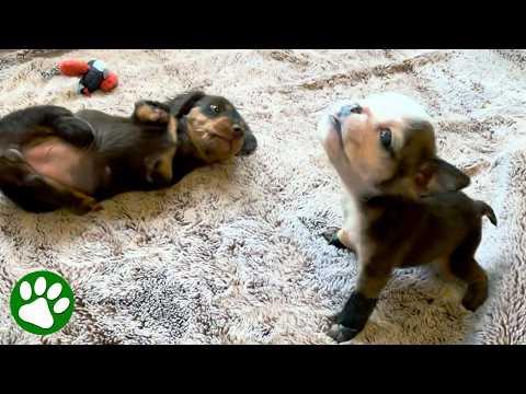 Two Unique Puppies Become Best Friends #Video