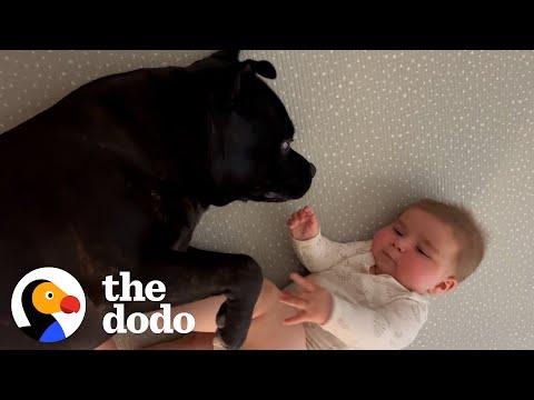 Staffy Doesn't Know How To Feel About His Baby Brother #Video