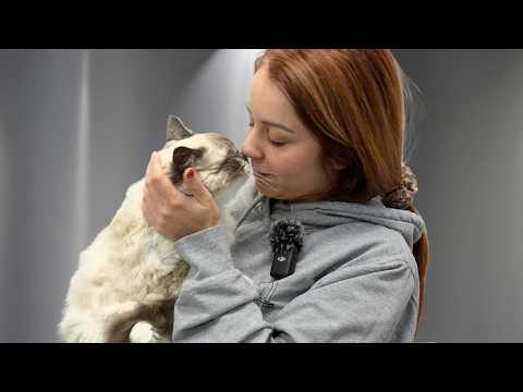 This Cuddly Ragdoll Kitten Had BIG Feelings About Grooming