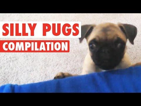 Silly Pugs || Funny Puppy Compilation