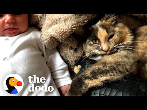 This Kitten Was Obsessed With Her Mom's Baby Bump #Video