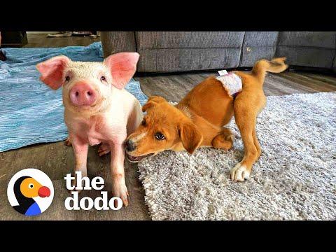 Fragile Puppy Needed The Perfect Sized Friend To Play With #Video