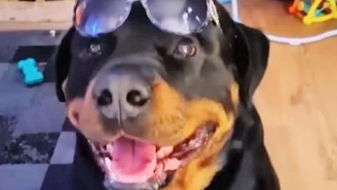 Dogs Who Dance Like Nobody’s Watching #Video