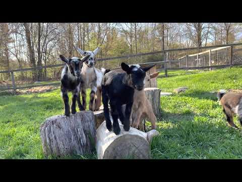 When Mamas are Away, Baby Goats Will Play! #Video