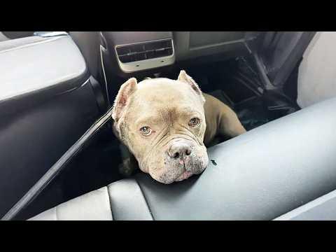 This Pit Bull Was Once on The Brink of Death, But He Got a Second Chance #Video