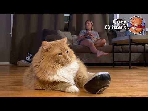 She Keeps Knocking on the Bowl Until She Gets What She Wants #Video